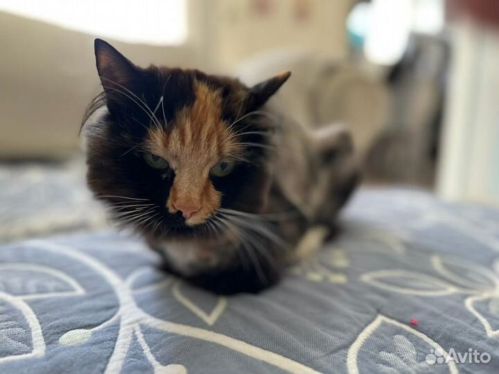 Изумительная кошка в добрые руки