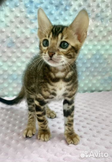 Бенгальские котята Бенгал Бенгальская