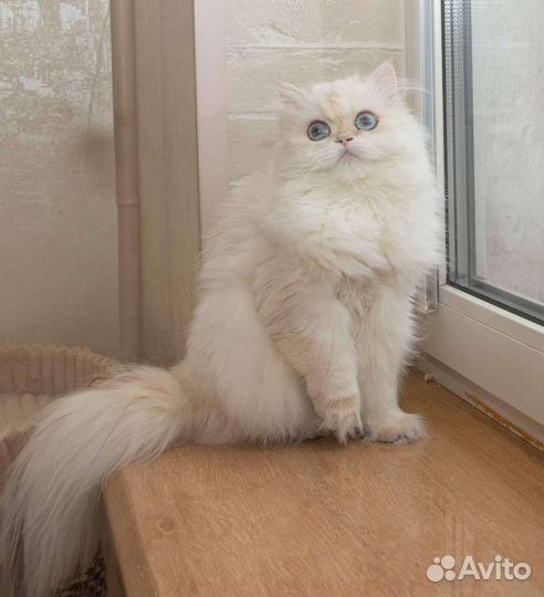 Длинношерстная британка с синими глазами