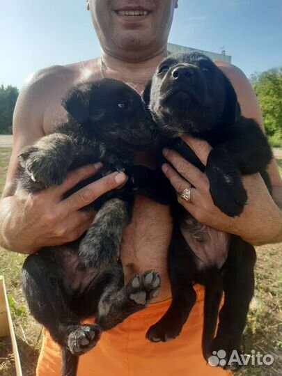 Щенки во двор