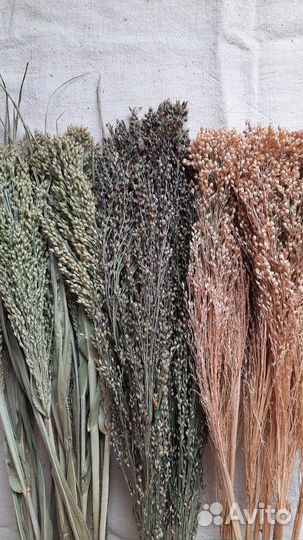 Просо сухоцвет