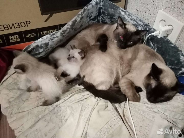 Тайские котята