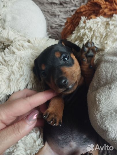 Щенки цвергпинчера