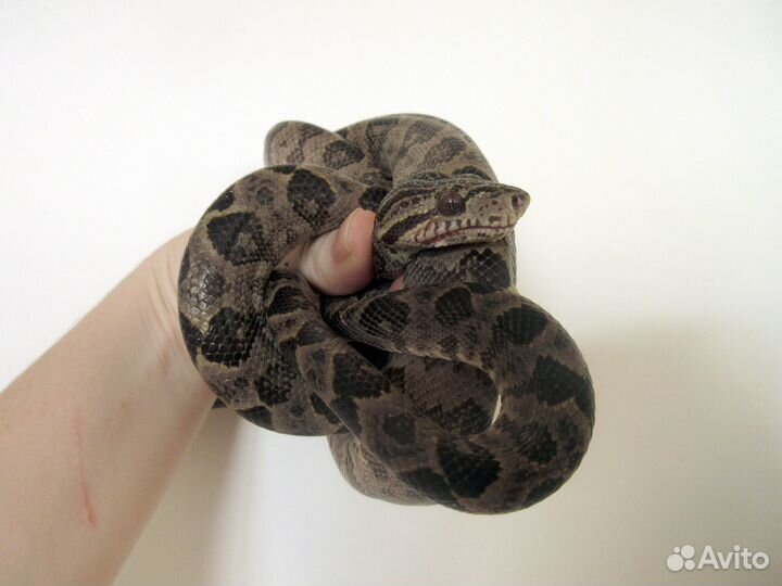 Садовый удав (corallus hortulanus)