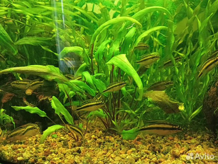 Мох/Пельвикахромис пульхер/рыбки аквариумные
