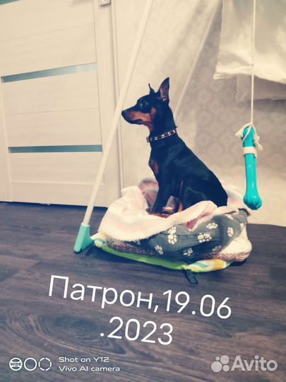 Вязка Цвергпинчер