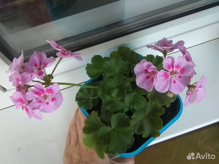 Королевская пеларгония