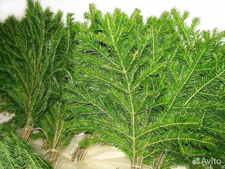 Лапник еловый пихтовый сосновый