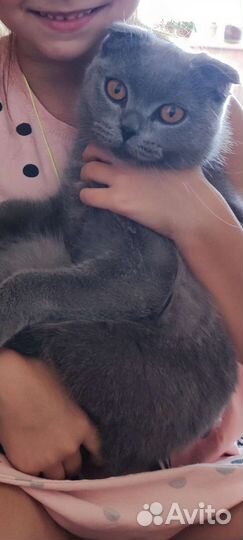 Британская