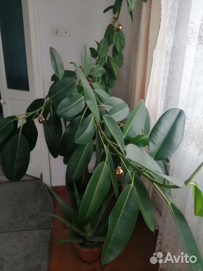 Продам цветы комнатные