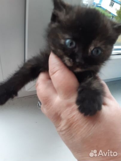 Отдам котенка в добрые руки