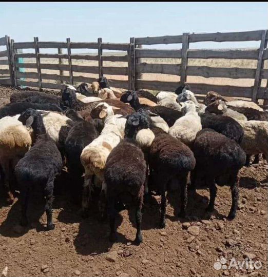 Бараны, Ягнята Козы