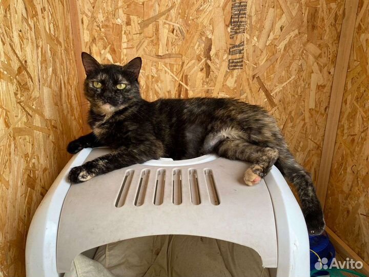 Кошка в дар бесплатно