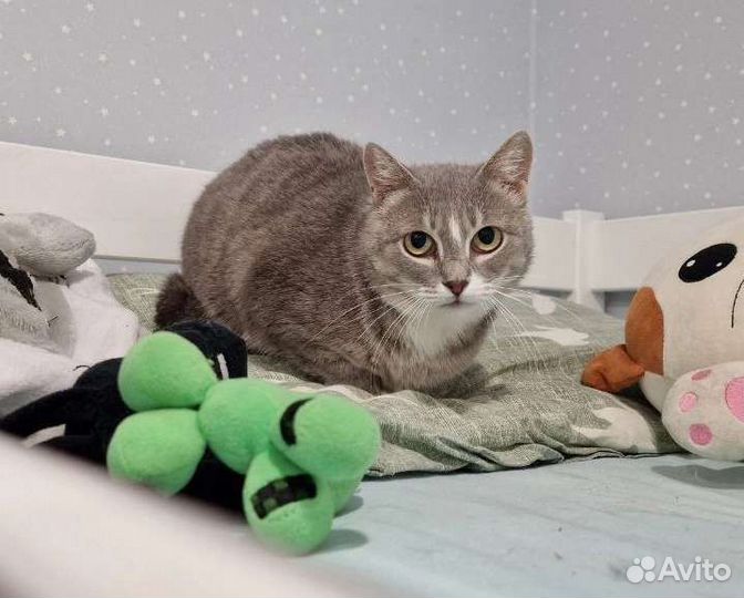 Очень тихая кошка