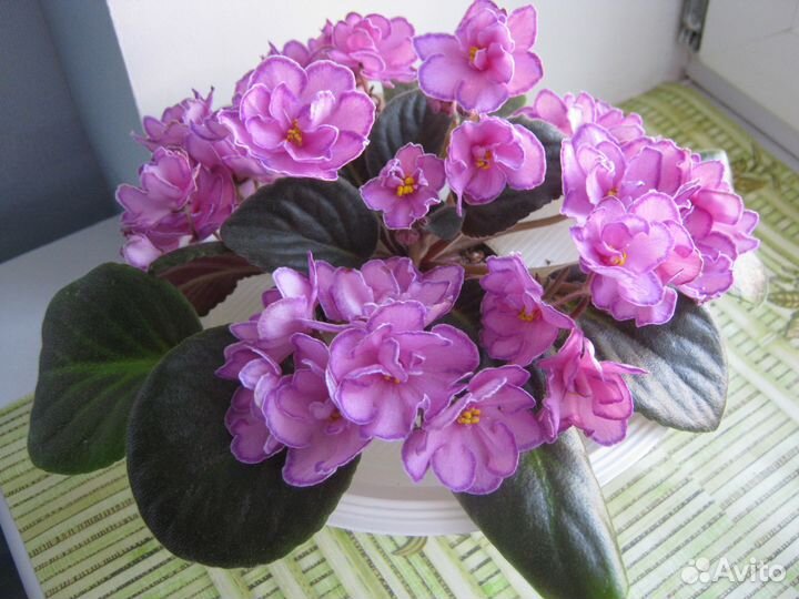 Продам фиалки