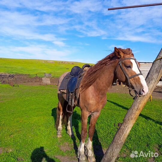 Лошадь