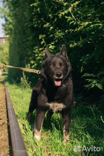 Пес-компаньон Гром в добрые руки