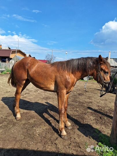 Кобылка русский тяжеловоз