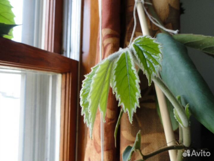 Тетрастигма Вуанье