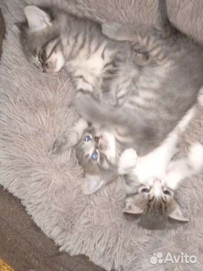 Котята +подарки