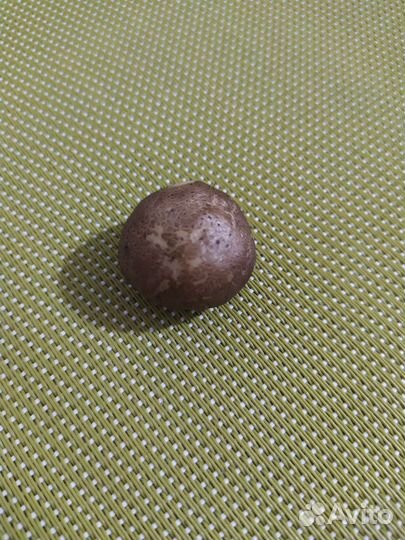 Аморфофаллус 