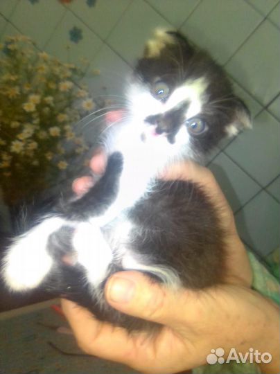 Котята вислоушки