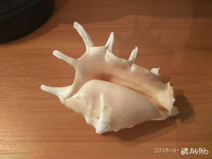 Морская раковина