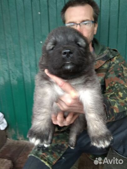 Мощные щенки Кавказской овчарки