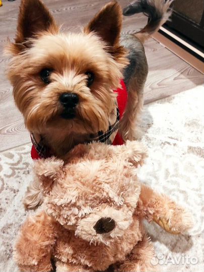 Йоркширский терьер вязка мальчик