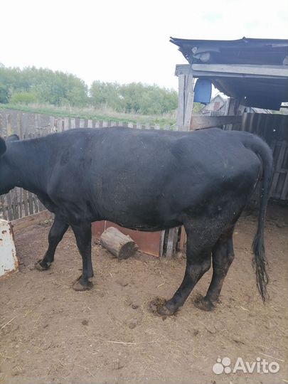 Телка 2 года