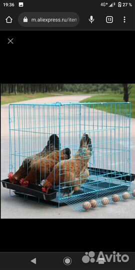 Цыпленок подрощенный