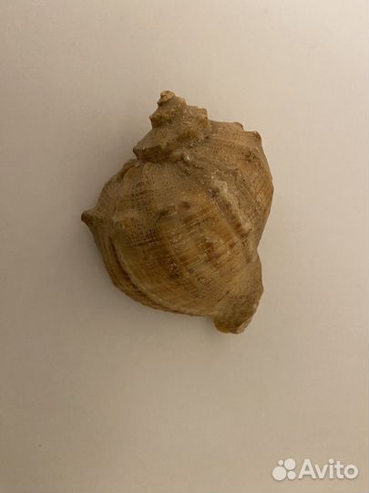 Морские ракушки раковины