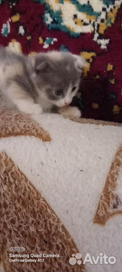 Кошка в дар бесплатно