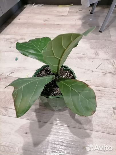 Фикус Лирата