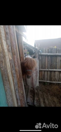 Шотландский пони