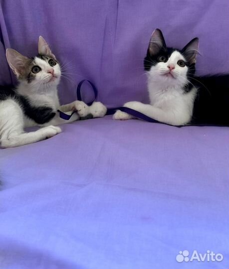 Котенок в дар бесплатно