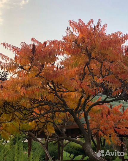 Сумах оленерогий сорт Dissecta