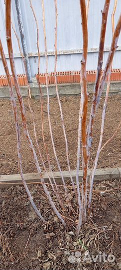 Кусты малины