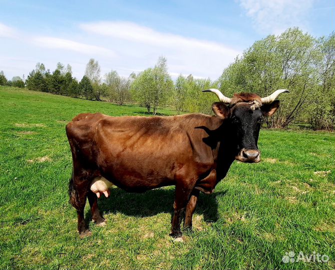 Корова дойная