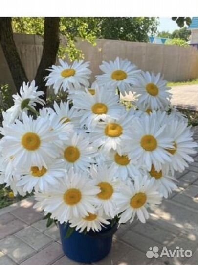 Ромашка срез