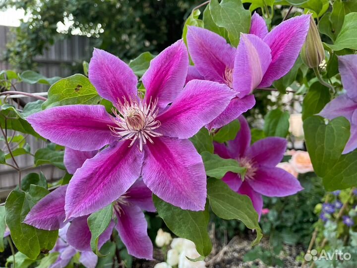 Семена клематиса