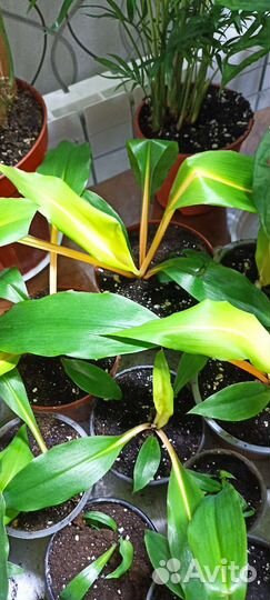 Комнатные растения