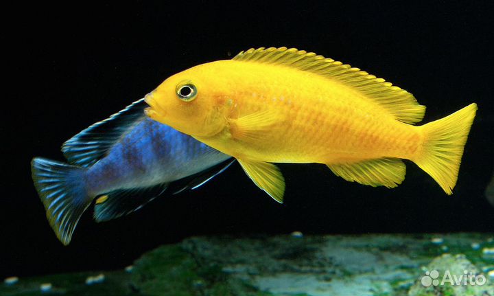 Аквариумные рыбки