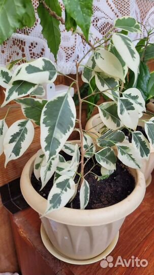 Фикус бенджамина и гибискус