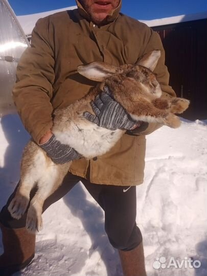 Продаются кролики