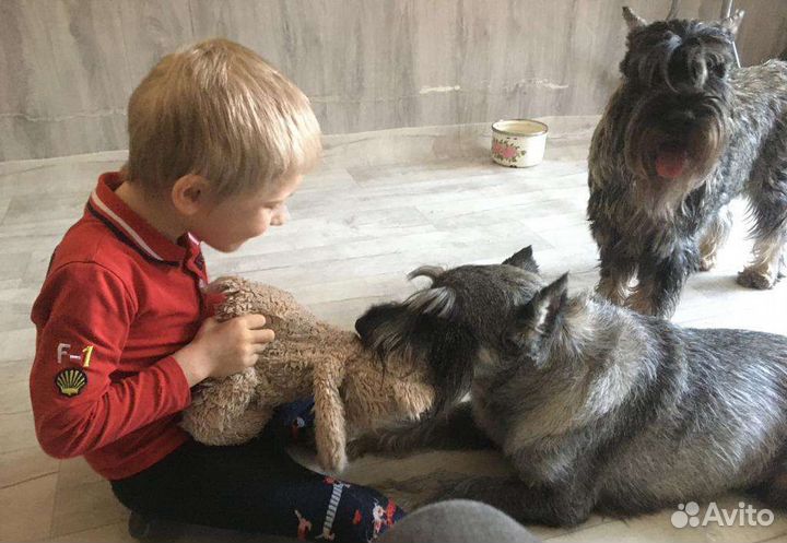 Миттельшнауцер Сэм ищет новый дом