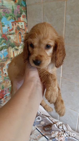 Щенки, Английский кокер спаниель