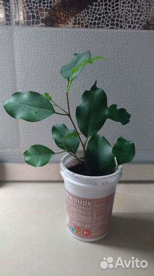 Фикусы Бенджамина,Эластика крупно и среднелистные