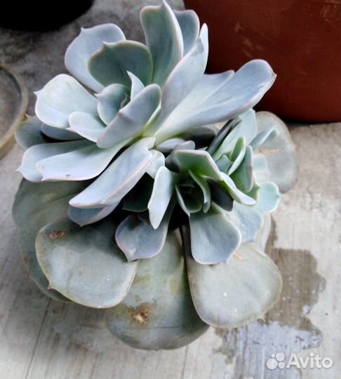 Суккуленты, эхеверии