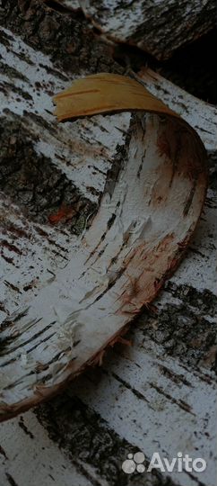 Березовая кора